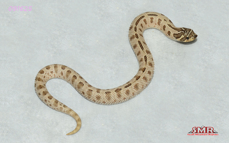 Super Conda Hognose 8" male for sale by South Mountain Reptiles