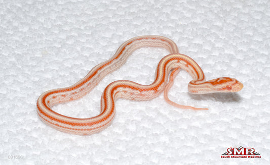 High-white Amel Tessera-from yellow line - male