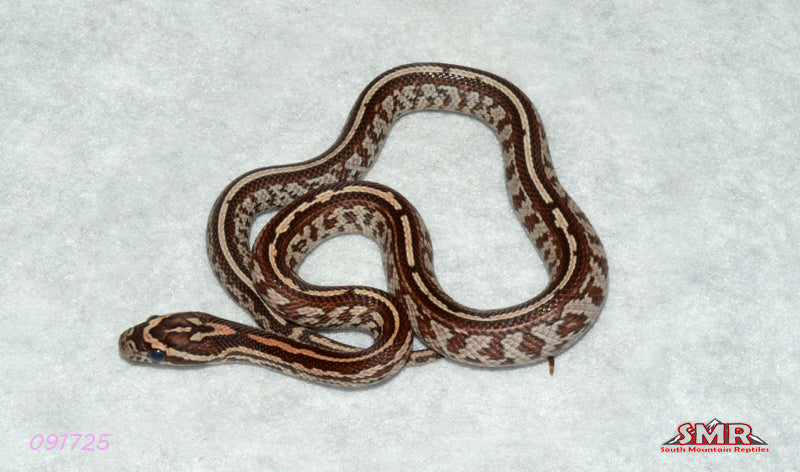 Sunrise Tessera 13" Female for sale by South Mountain Reptiles