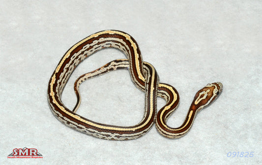 Buf Tessera 14" Male for sale by South Mountain Reptiles