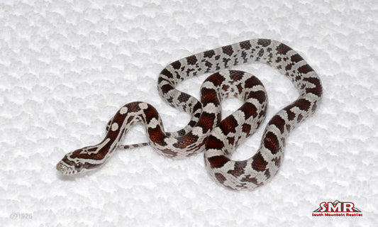 Miami - male