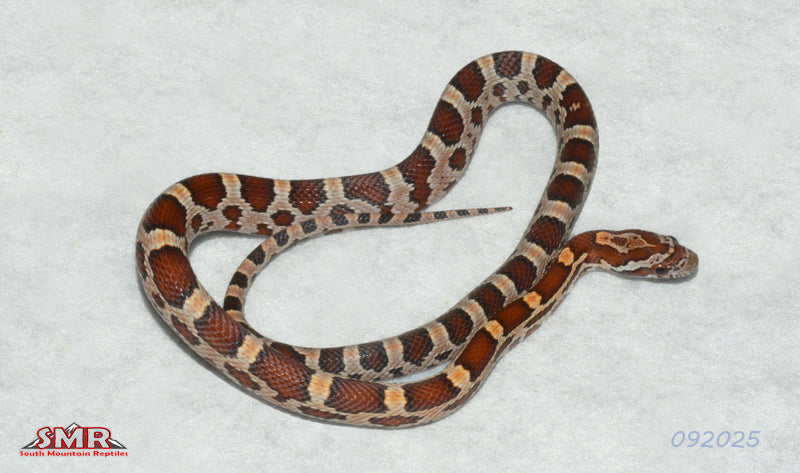 We sell the most beautiful corn snake morphs – South Mountain Reptiles