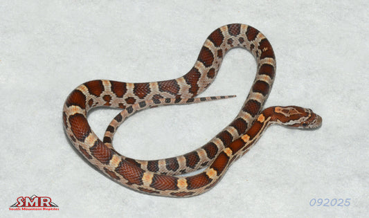 HET MicroScale 15" male for sale by South Mountain Reptiles