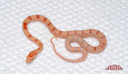 Reverse Okeetee (Motes Line) - male