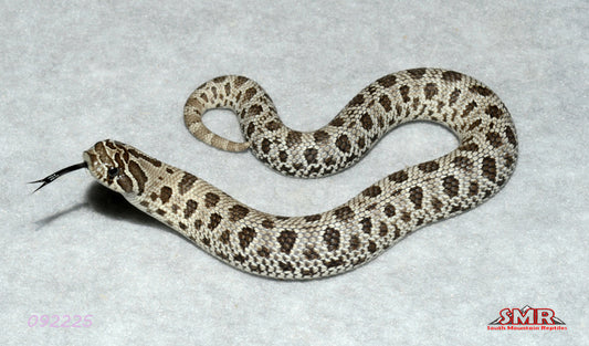 Axanthic Hognose 8" Female for sale by South Mountain Reptiles
