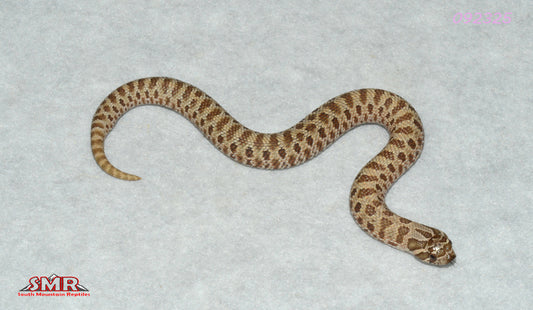 anaCONDA hognose 7" Female for sale by South Mountain Reptiles