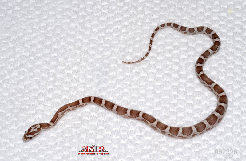 Specter - male for sale by South Mountain Reptiles