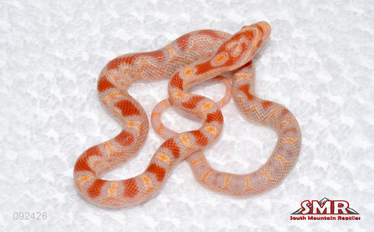 Reverse Okeetee (Motes Line) - female for sale by South Mountain Reptiles