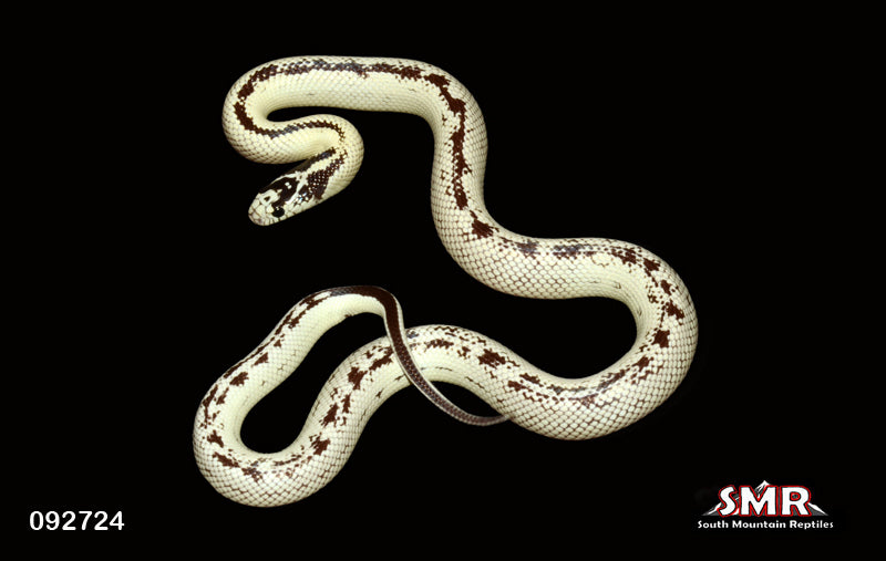 California Kingsnake 15" Male