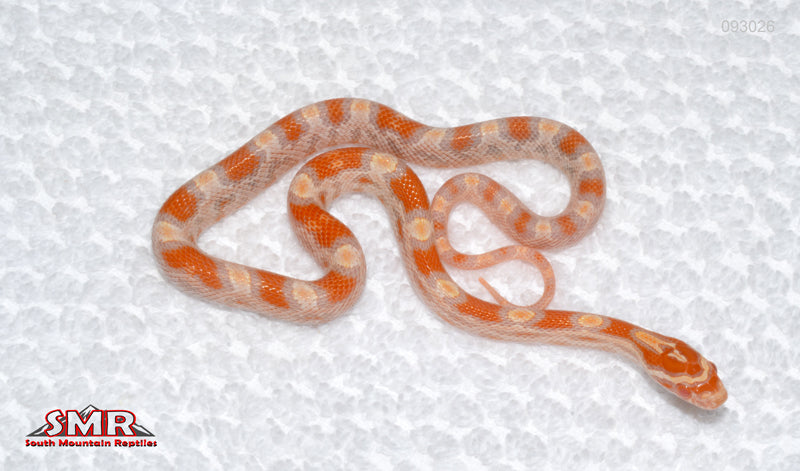 Buf Reverse Okeetee - female
