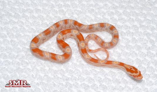 Buf Reverse Okeetee - female for sale by South Mountain Reptiles