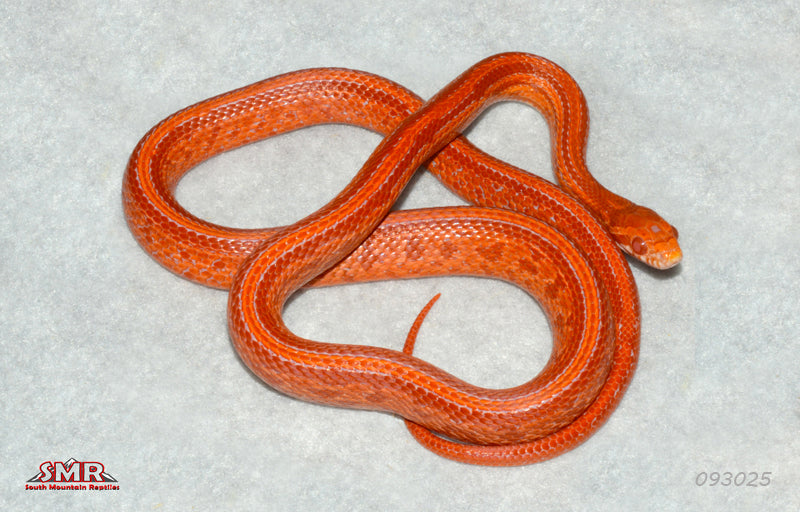 Cherry Amel Tessera 22" Male for sale by South Mountain Reptiles
