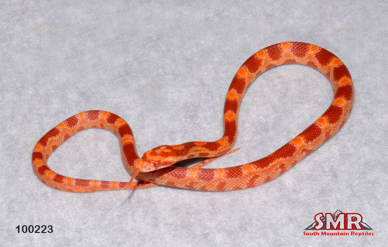 Red Factor Snake Red Factor Reverse Okeetee Female – South Mountain Reptiles