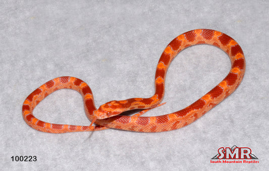 Red Factor Reverse Okeetee Female