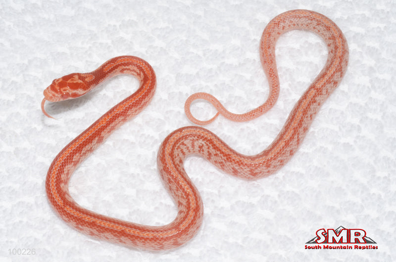 Red Factor Amel Tessera, het Kastanie - male