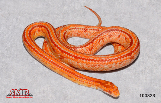 Cherry Amel Tessera 27" Female