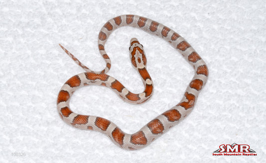 Miami Ultramel - female for sale by South Mountain Reptiles