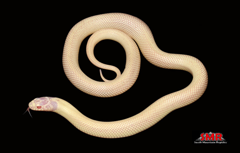 Patternless Snake Albino Patternless Banana Calif King 15