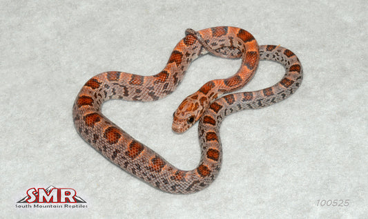 Extreme Okeetee Sunkissed 12" Male for sale by South Mountain Reptiles