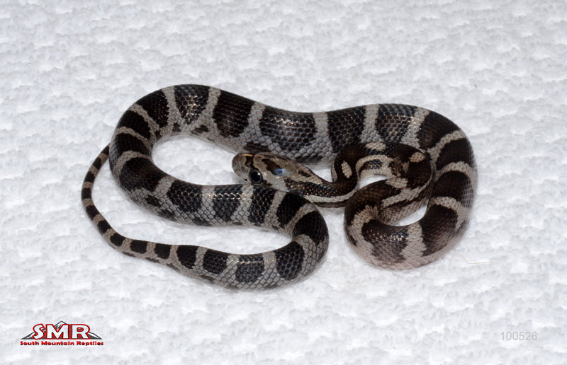 Dark Banded Anery - male
