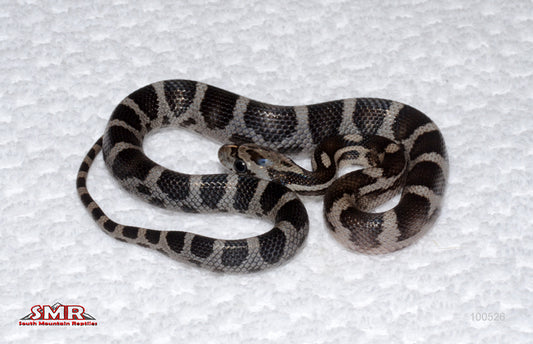 Dark Banded Anery - male for sale by South Mountain Reptiles
