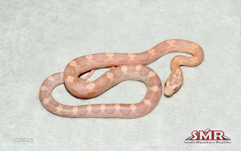 Coral Snow 14" Female for sale by South Mountain Reptiles