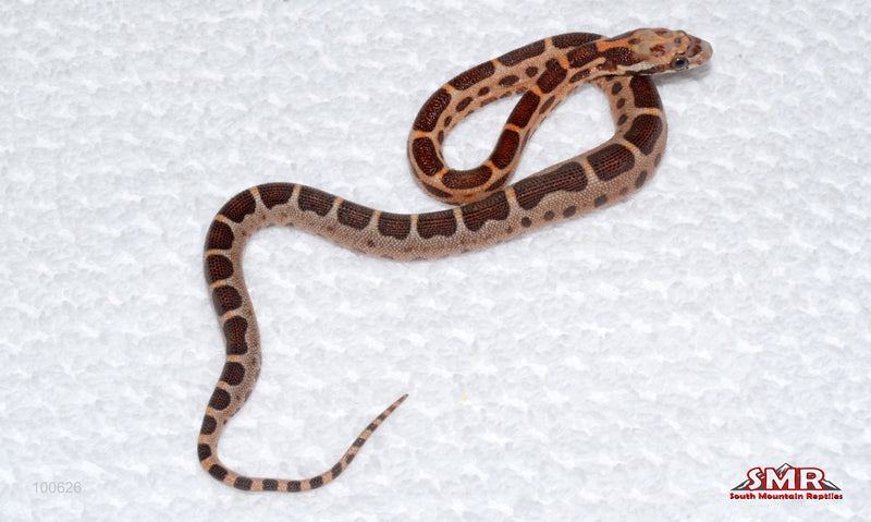 MicroScale - male
