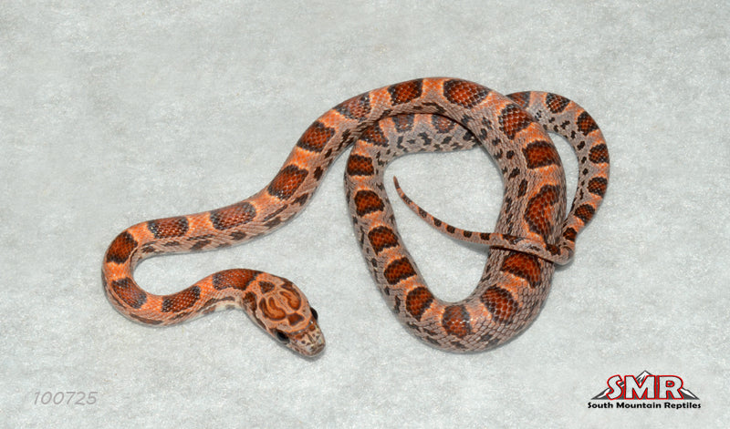 Sunkissed Extreme Okeetee 12" Male for sale by South Mountain Reptiles