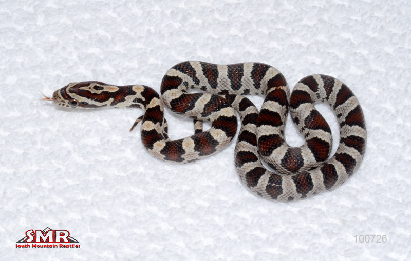 Banded Miami Extreme Okeetee - female