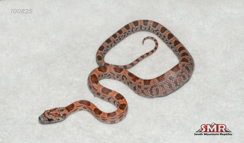 Sunkissed Extreme Okeetee 12" Male for sale by South Mountain Reptiles