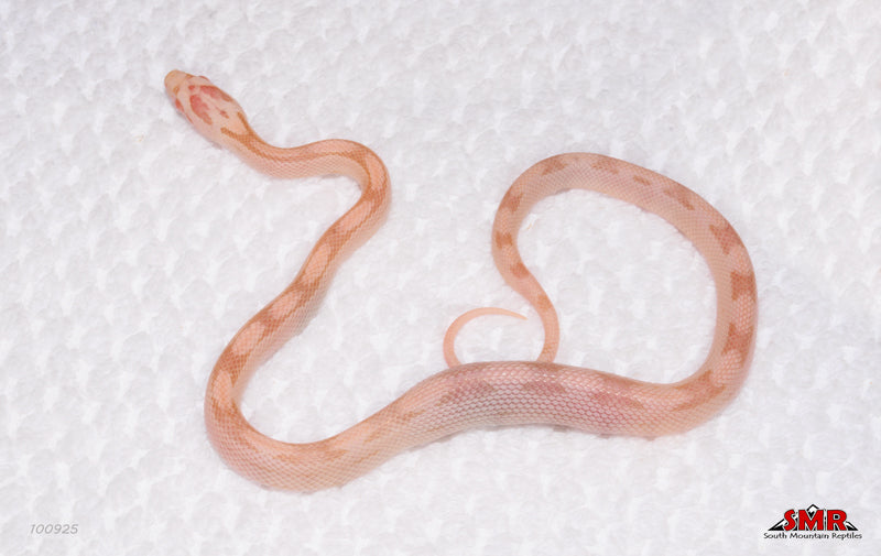 Striped Salmon Snow 12" Female for sale by South Mountain Reptiles