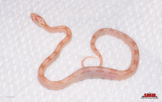 Striped Salmon Snow 12" Female for sale by South Mountain Reptiles