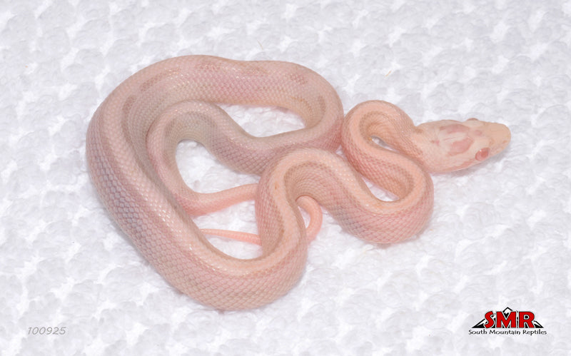Striped Coral Snow 12" Female for sale by South Mountain Reptiles