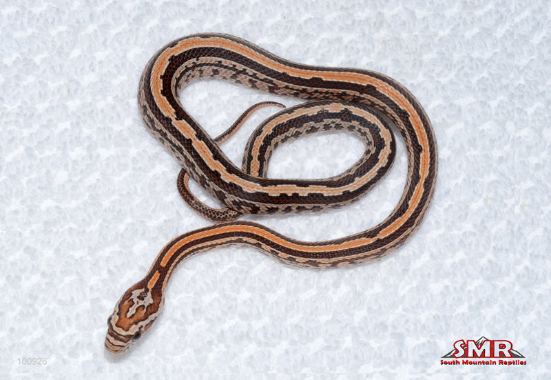Weirdo Tessera - female