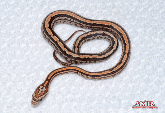 Weirdo Tessera - female for sale by South Mountain Reptiles