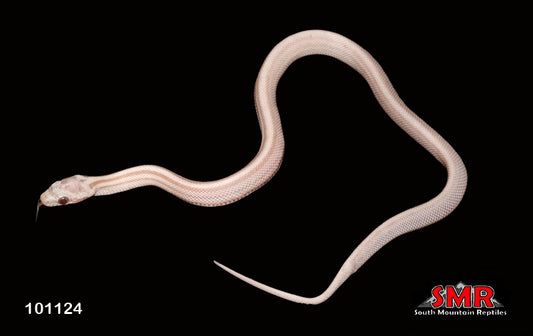 Striped Lavender Amber 12" Female for sale by South Mountain Reptiles