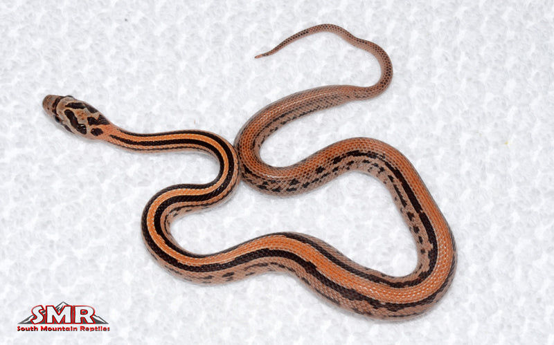 Weirdo Tessera - male for sale by South Mountain Reptiles