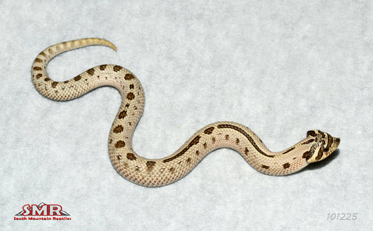 Super Arctic Anaconda 8" Female for sale by South Mountain Reptiles