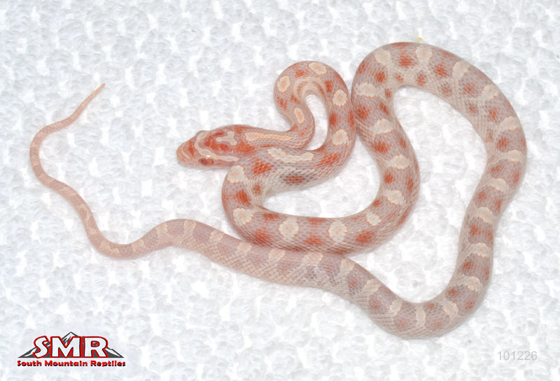 Extreme High-white Reverse Okeetee - male for sale by South Mountain Reptiles