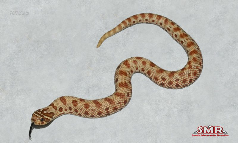 Red Anaconda Hognose 8" Female for sale by South Mountain Reptiles