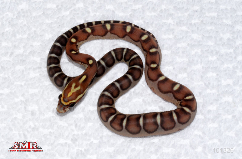 Scaleless Okeetee - female for sale by South Mountain Reptiles