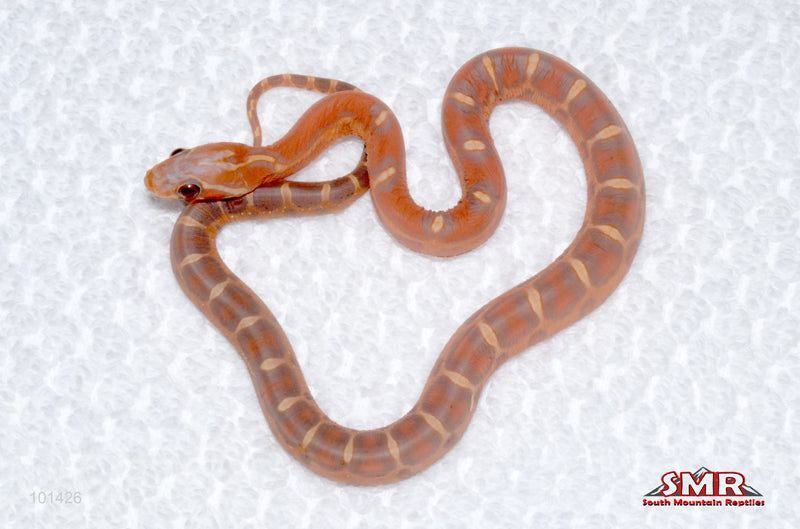 Scaleless Hypo - male for sale by South Mountain Reptiles