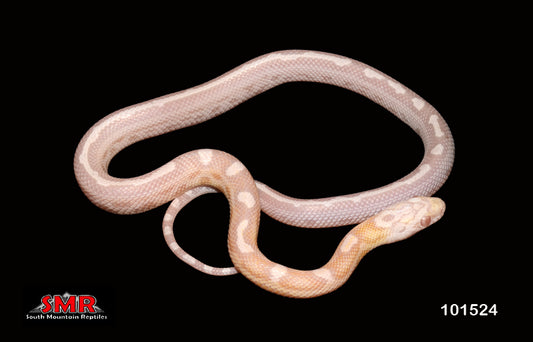 Sunkissed Snow Motley 15" Female for sale by South Mountain Reptiles