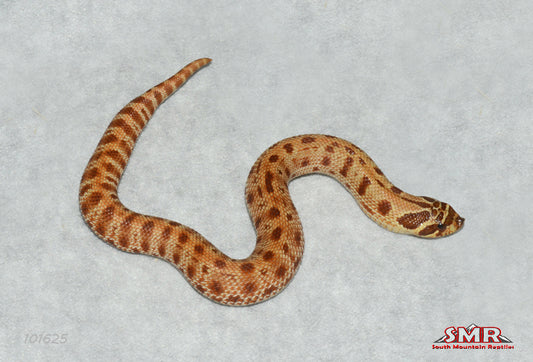 Extreme Red Anaconda 7" Female for sale by South Mountain Reptiles