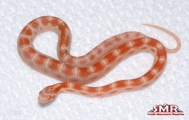 Microscale Amel, het Caramel - female for sale by South Mountain Reptiles