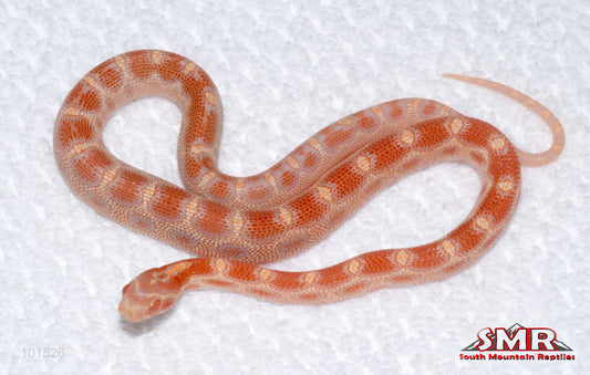 Microscale Amel, het Caramel - female for sale by South Mountain Reptiles