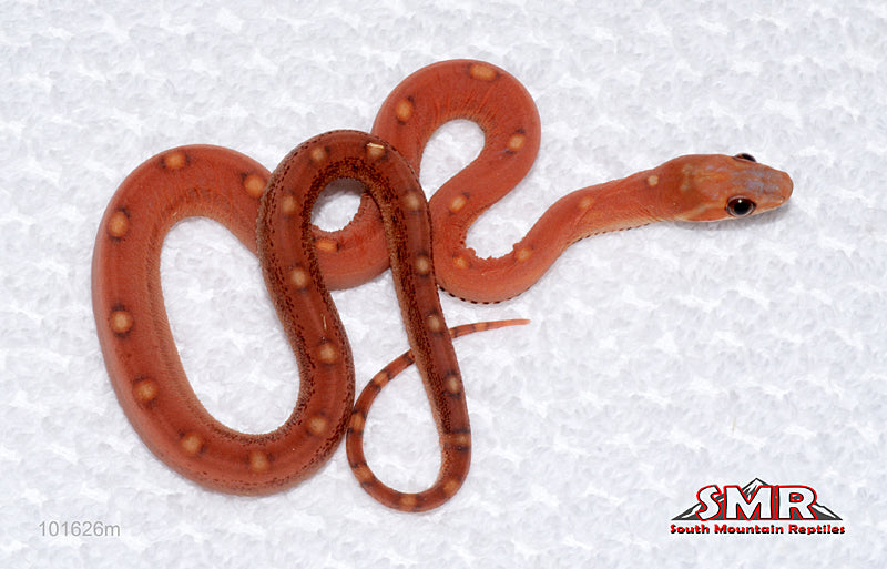 Scaleless Motley - female for sale by South Mountain Reptiles
