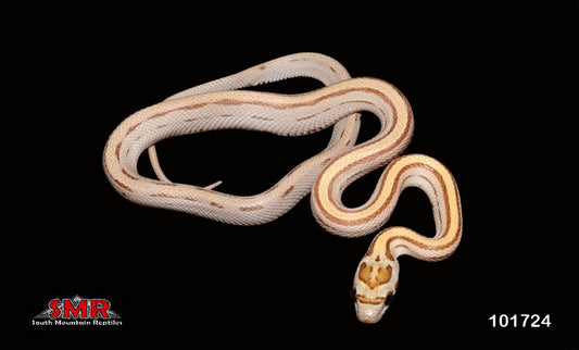 Striped Amber 12" Female