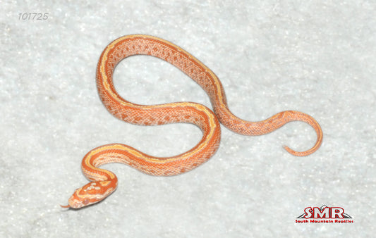 Creamsicle Tessera $13" Female for sale by South Mountain Reptiles