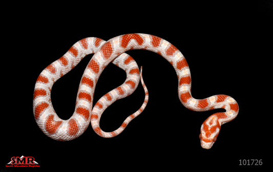 High-white Reverse Okeetee female